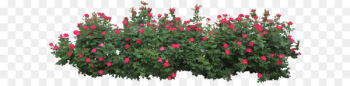 Shrub Clip art - Bushes Png Image 