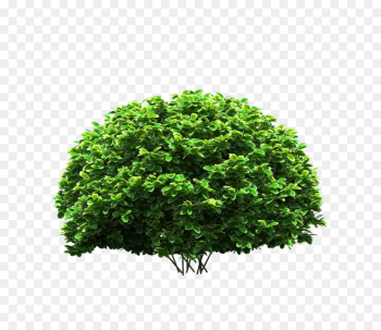 Shrub, Download, Tree, Green, Plant PNG