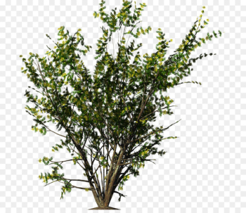 Shrub Flower - bushes Shrub Flower - bushes