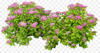 Shrub, Flower, Landscape, Flowering Plant PNG