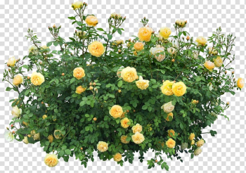 Shrub Flower Plant , Bush , yellow roses transparent background PNG clipart