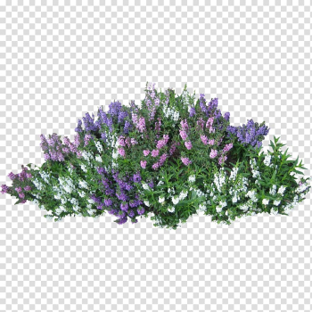 Shrub Flower Rose , bushes transparent background PNG clipart