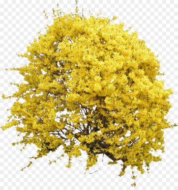 Shrub Forsythia Flower Tree - Blooming Forsythia Bush PNG 