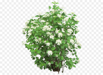 Shrub Icon - Bushes Png Shrub Icon - Bushes Png