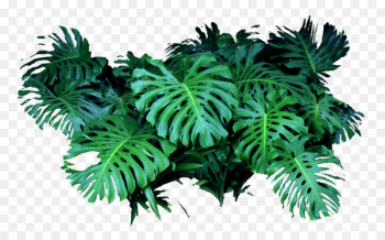 Shrub Landscape Tree - Landscape design landscape tree shrubs Solanum 