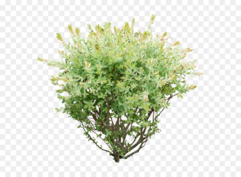 Shrub Plant Clip art - Bush PNG image 