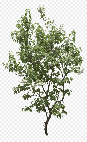 Shrub Png Plan Tree Png Image Stickers Png Q=shrub - Pear