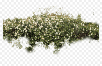 Shrub Portable Network Graphics Adobe Photoshop Image Plants - plants 