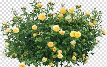 Shrub Rose Flower , rose transparent background PNG clipart