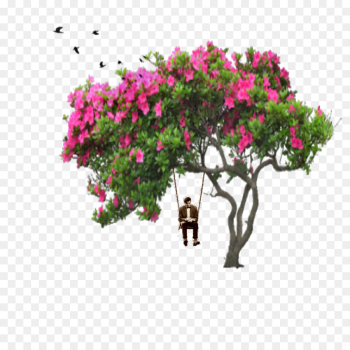 Shrub, Rose, Plants, Flower, Bougainvillea PNG