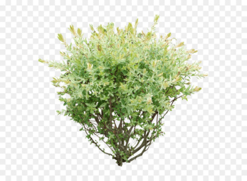 Shrub Tree - Bush Png Image 