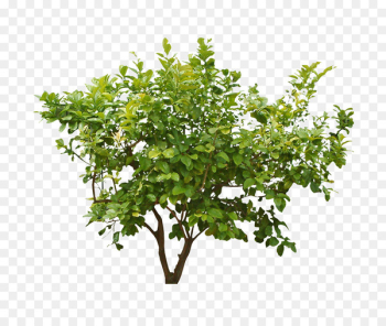 Shrub, Tree, Plants, Flower, Plant PNG