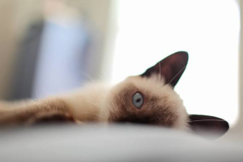 Siamese Cat Siamese Cat