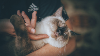 Siamese Cat Siamese Cat