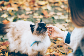 Siamese Cat Siamese Cat