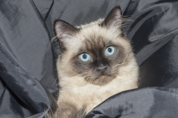 Siamese Cat Siamese Cat