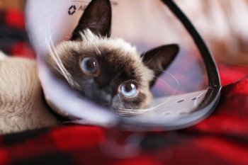 Siamese Cat Siamese Cat