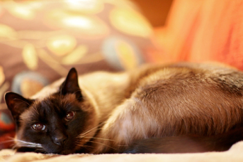 Siamese Cat Siamese Cat