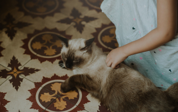 Siamese Cat Siamese Cat