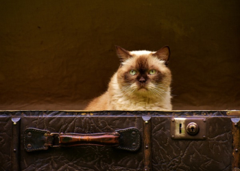 Siamese Cat Siamese Cat