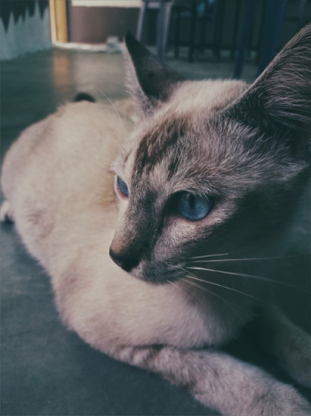 Siamese Cat Lying on the Floor Photo Siamese Cat Lying on the Floor Photo