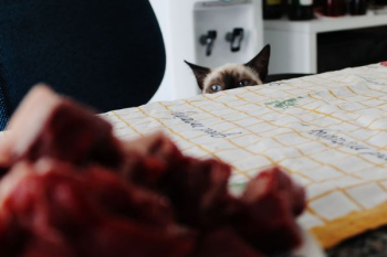 Siamese cat peeping near edge of table Siamese cat peeping near edge of table