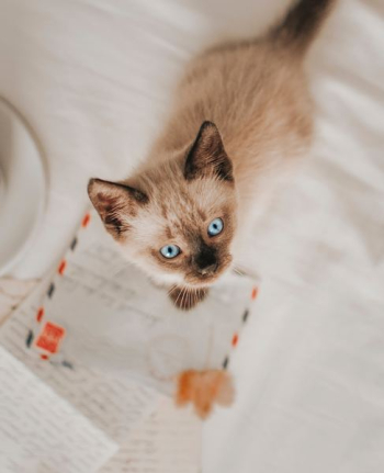 Siamese cat standing on white paper Siamese cat standing on white paper