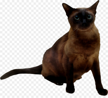 Siamese cat Tonkinese cat Domestic short-haired cat Mumbai Whiskers -  