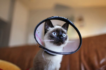 Siamese Cat Wearing Colar Cone Siamese Cat Wearing Colar Cone