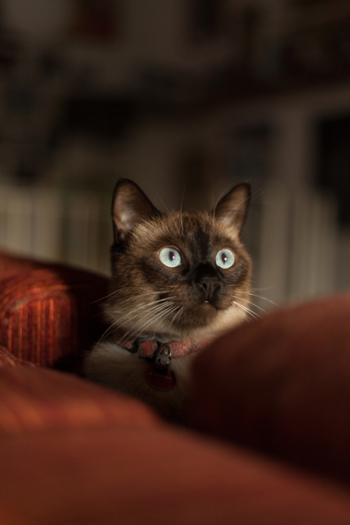 Siamese Cat With Red Collar Siamese Cat With Red Collar