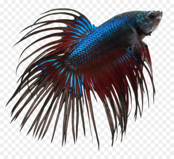 Siamese fighting fish Aquarium Fishkeeping Discus - fish 