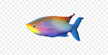 Siamese fighting fish Aquarium Tropical fish Saltwater fish - fish 