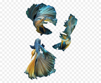 Siamese fighting fish Blue Shark - Blue Fish Rojo Siamese fighting fish Blue Shark - Blue Fish Rojo