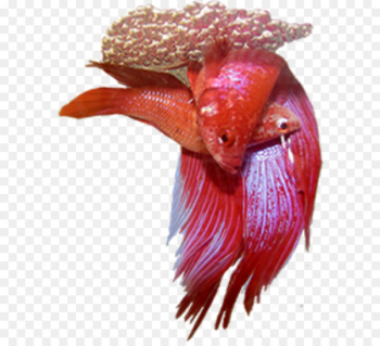 Siamese fighting fish Bony fishes Breed Aquarium - betta Siamese fighting fish Bony fishes Breed Aquarium - betta