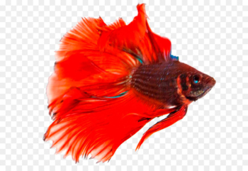 Siamese fighting fish Breed - Betta Transparent Background Siamese fighting fish Breed - Betta Transparent Background