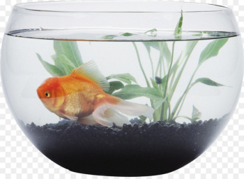 Siamese fighting fish Goldfish Aquarium Bowl - Aquarium Siamese fighting fish Goldfish Aquarium Bowl - Aquarium