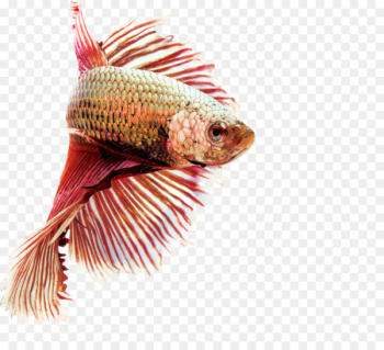 Siamese fighting fish Goldfish Aquarium Freshwater fish - Aquarium fish 