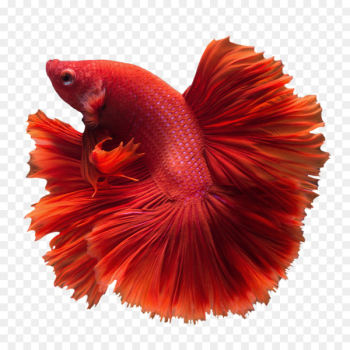 Siamese fighting fish Veiltail Cat Angelfish - betta Siamese fighting fish Veiltail Cat Angelfish - betta