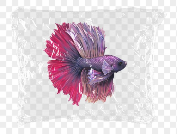 Siamese fighting png fish plastic | Free PNG - rawpixel