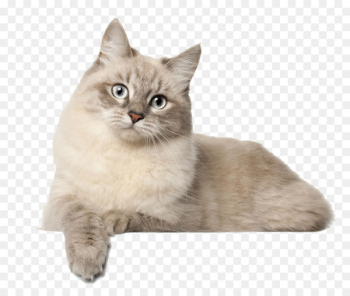 Siberian cat British Shorthair Abyssinian Bengal cat European shorthair - A white cat 