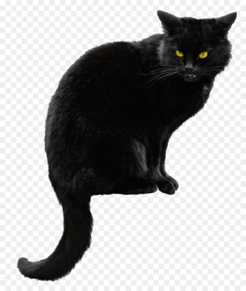 Siberian cat Kitten Black cat Halloween - Black Cat PNG File Siberian cat Kitten Black cat Halloween - Black Cat PNG File