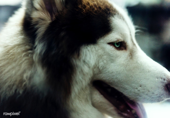 Siberian Husky dog | Free stock photo - 105277 Siberian Husky dog | Free stock photo - 105277