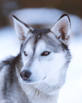 Siberian Husky | Free stock photo - 438825 Siberian Husky | Free stock photo - 438825
