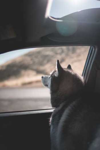 Siberian Husky looking outside the car Siberian Husky looking outside the car