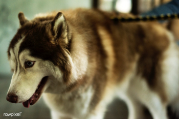 Siberian husky mammal pet | Free stock photo - 105119 Siberian husky mammal pet | Free stock photo - 105119