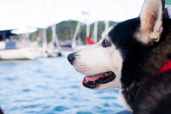 Siberian Husky Near Ocean at Daytime Siberian Husky Near Ocean at Daytime
