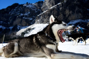Siberian husky on snow field Siberian husky on snow field