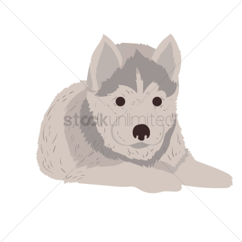 Siberian husky puppy Siberian husky puppy
