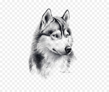 Siberian Husky Puppy Drawing Pencil Art - Sketch Wolf 