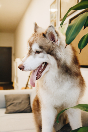 Siberian Husky Standing on Sofa Siberian Husky Standing on Sofa